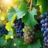 resveratrol for hair growth
