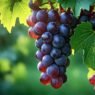 resveratrol for immune system