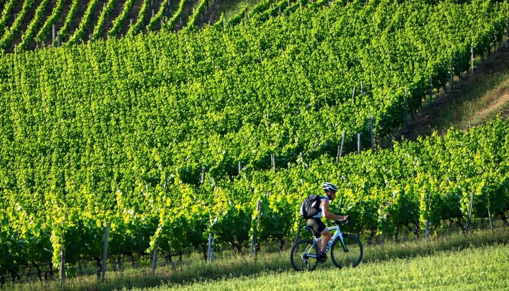 resveratrol for endurance