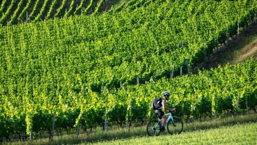 resveratrol for endurance