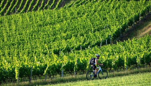 resveratrol for endurance