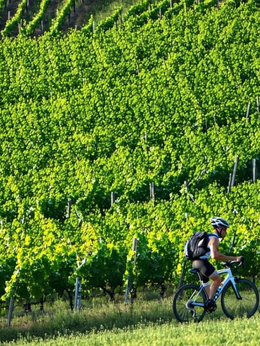 resveratrol for endurance
