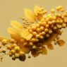 berberine and senescence