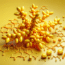 berberine and telomere length