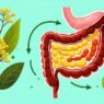what does berberine do to the gut?