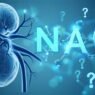 is nac hard on the kidneys?